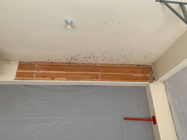Best Dehumidification Services  in Elmore, AL